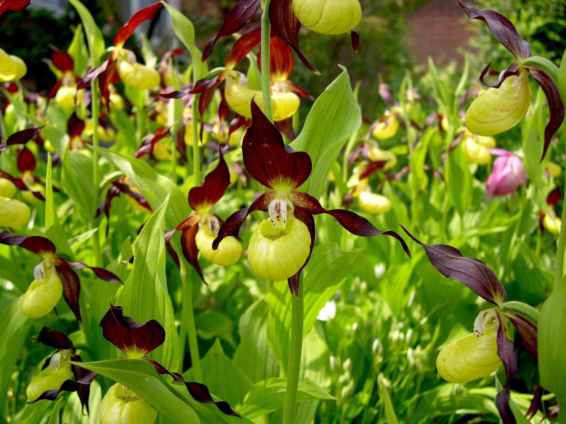 Cypripedium calceolus (orchidées terrestres) taille pot de 1 litre - 0/80 cm