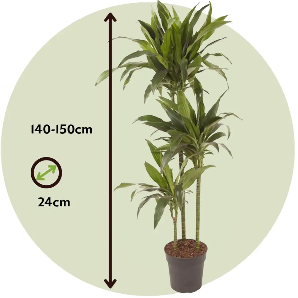 Drakenbloedboom - Dracaena deremensis 'Janet Craig' - Hoogte 140-150cm - ⌀24cm