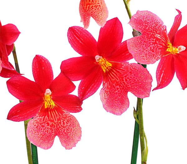 Burrageara-Orchidee - Burrageara cultivars