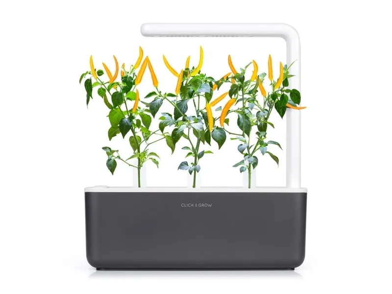 Click & Grow SGR60x3, Spiselig plante, Chili peber, Genopfyldning, Hurtig producent (3-5 uger), 14 - 21 dage, 3 måned(er)