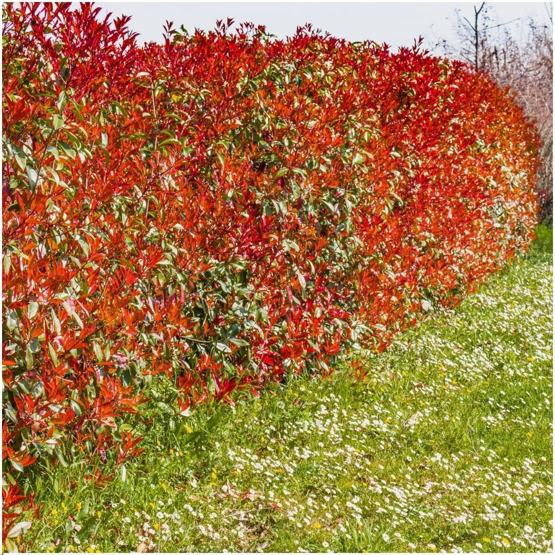 Photinia fraseri 'red robin' - lot de 6