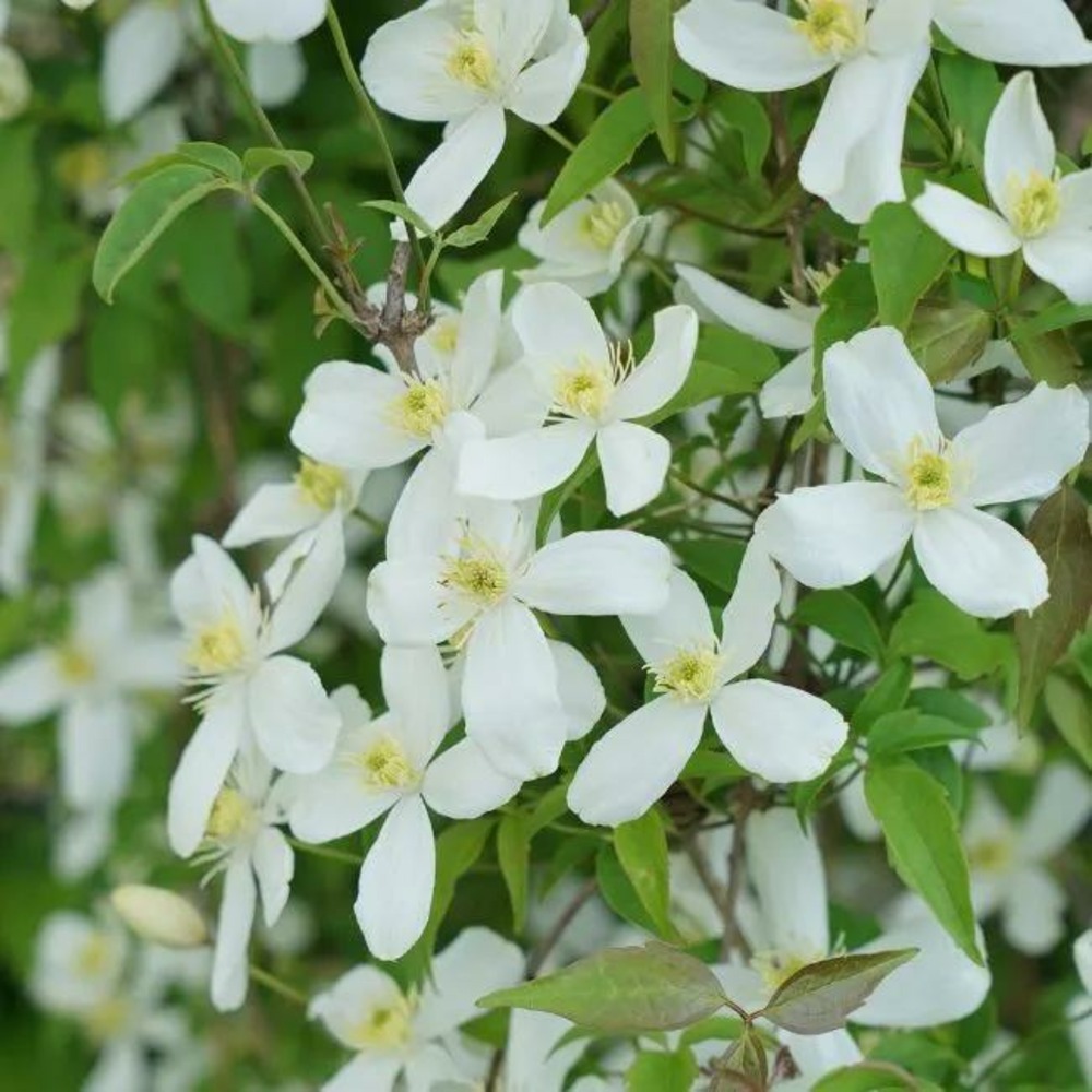 Clématite 'grandiflora' - clematis montana 3l