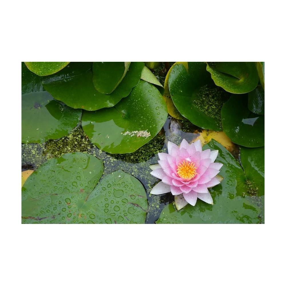 Terreau bio pour plantes aquatiques 20l (lot de 10)