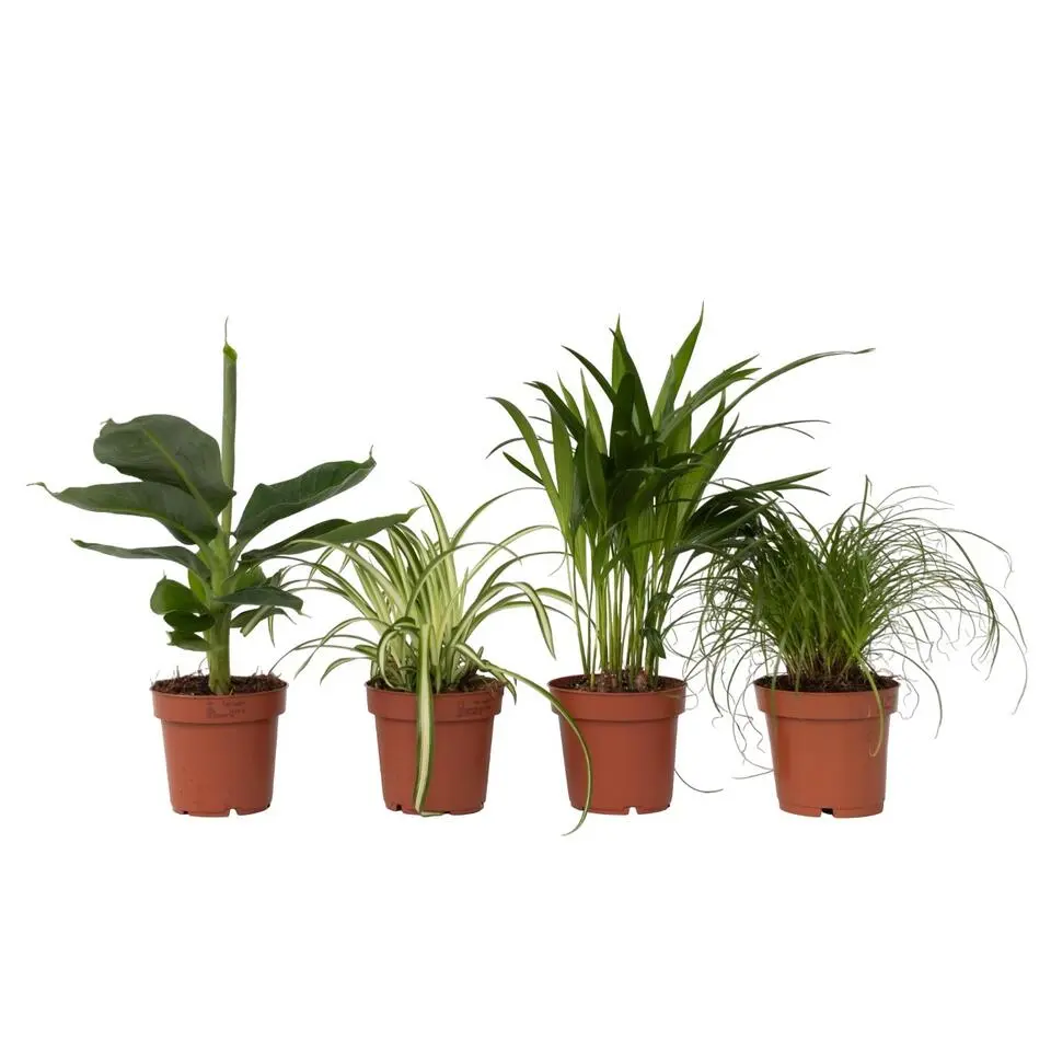 Huisdiervriendelijke planten - Set van 4 - Kamerplanten - Hoogte 25-40cm - ⌀12cm