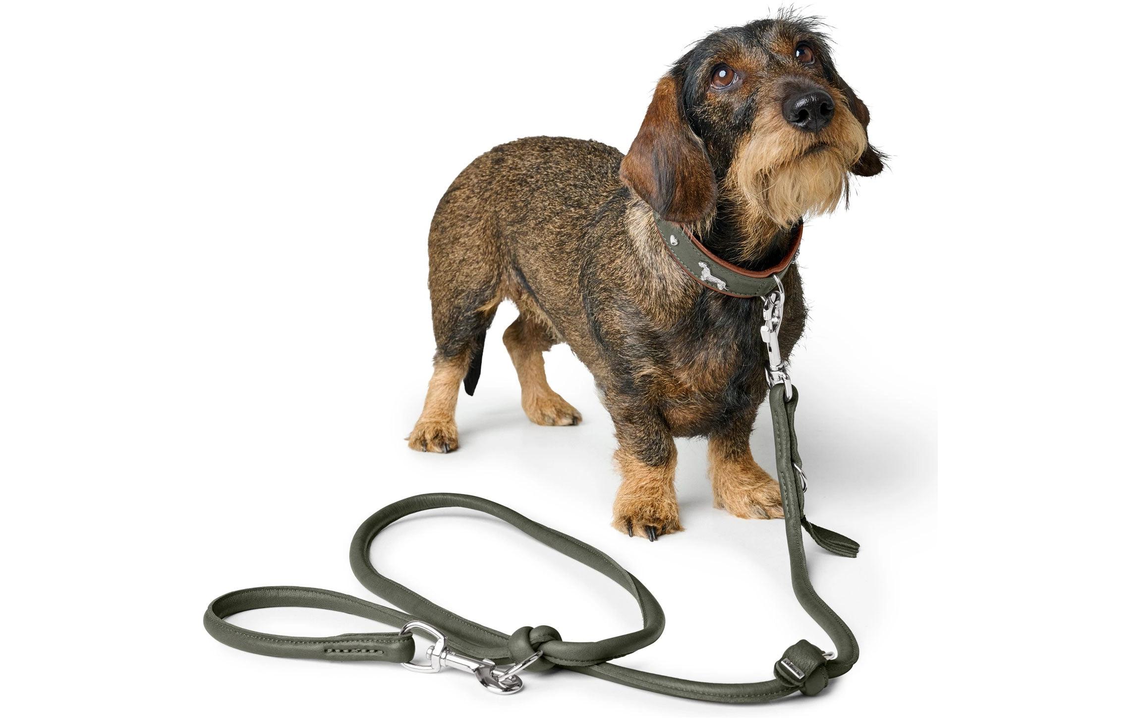 Teckel-Halsband München 37/XS-S, Rindsleder, Grün/CognacKlassisches Halsband für Hunde mit auffälligen Dackel-Besätzen