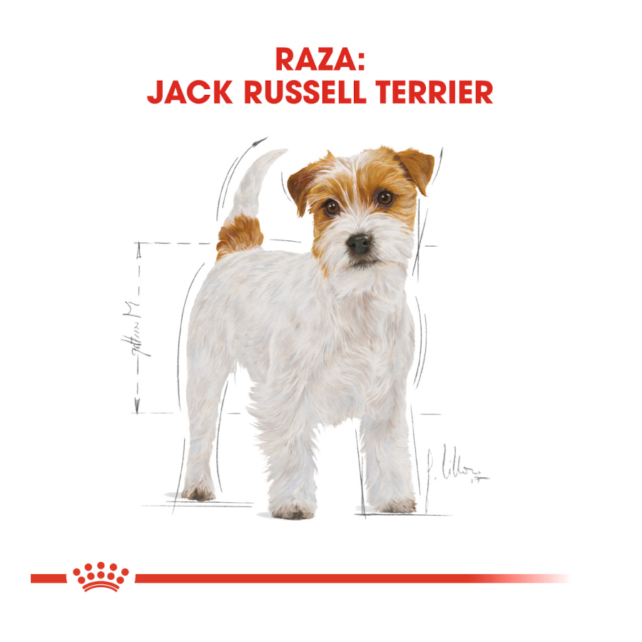 Ração Royal Canin para cães adultos da raça Jack Russell Terrier
