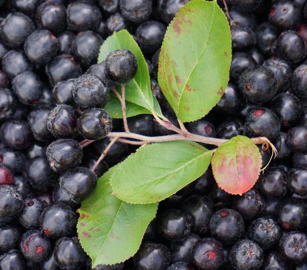 Apfelbeere, Aronia 'Aron'