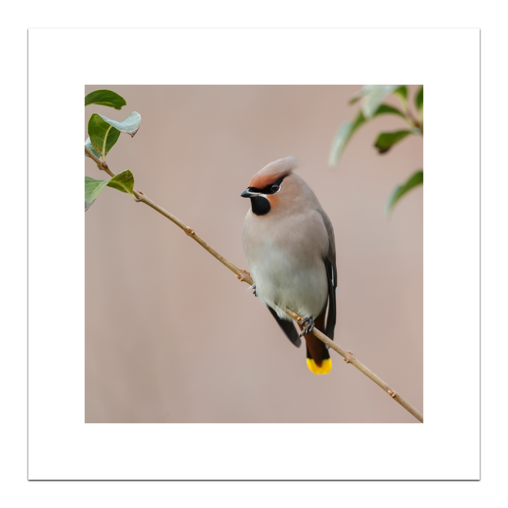 uc_Print Bohemian Waxwing 40 x 40 cm