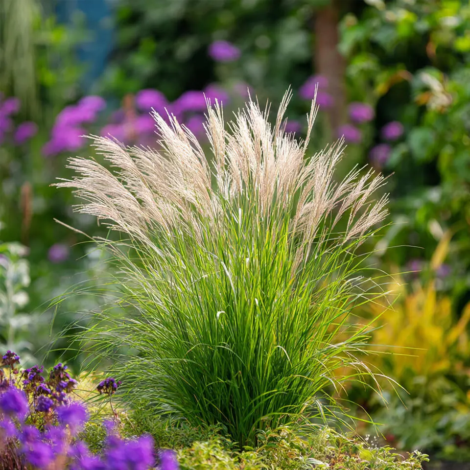 Prachtriet - Set van 2 - Miscanthus 'Gracillimus' - Hoogte 40-60cm - ⌀23cm