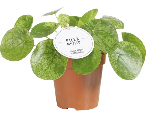 Artillerieplant FloraSelf Pilea peperomioides 'Mojito' H ca. 25 cm Ø 12 cm pot