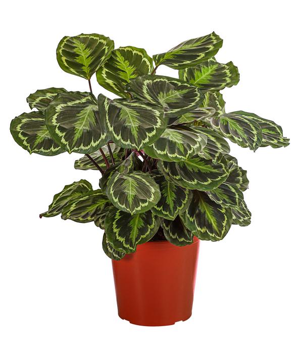 Korbmarante - Calathea roseopicta 'Medaillon'
