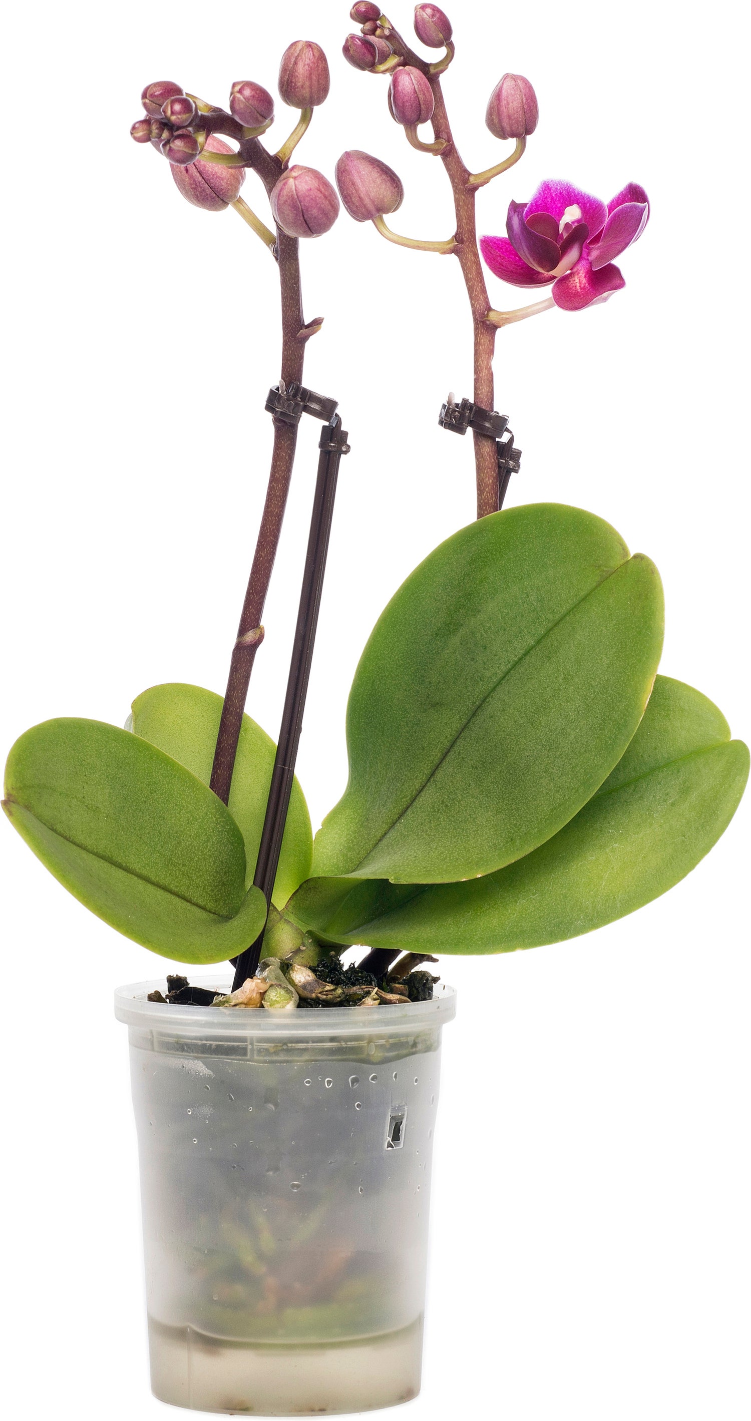 Vlinderorchidee (Phalaenopsis 'Little Lady') D 6 H 18 cm
