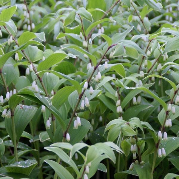Salomonszegel (Polygonatum multiflorum) D 9 H 10 cm