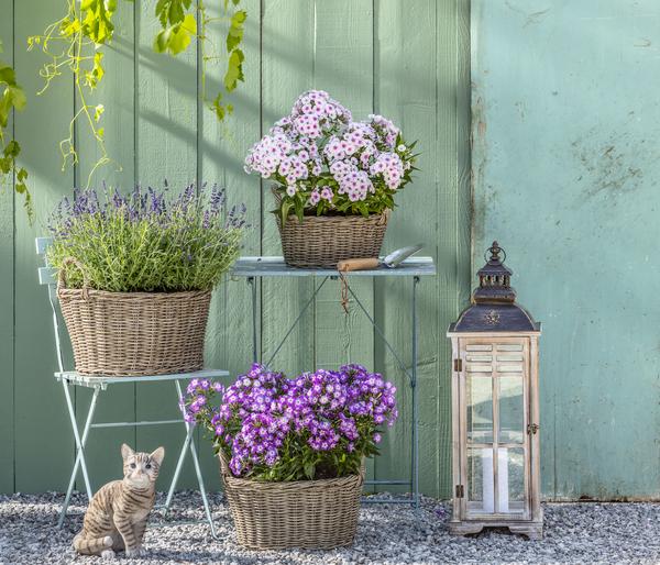Stauden-Phlox, verschiedene Sorten