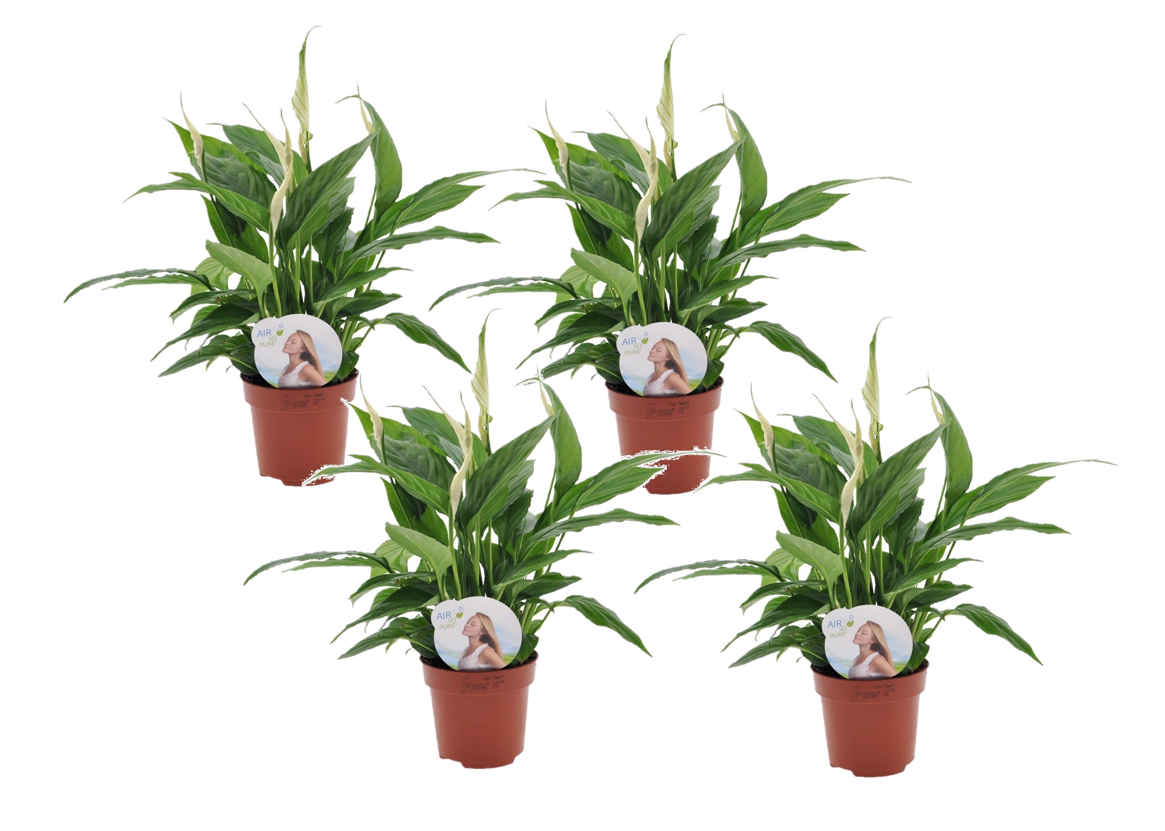 Spathiphyllum 'spoonplant' - set de 4 - pot 12cm - hauteur 30-40cm
