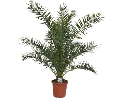 Canary Island Date Palm FloraSelf Phoenix canariensis H 120-140 cm Co 12 L