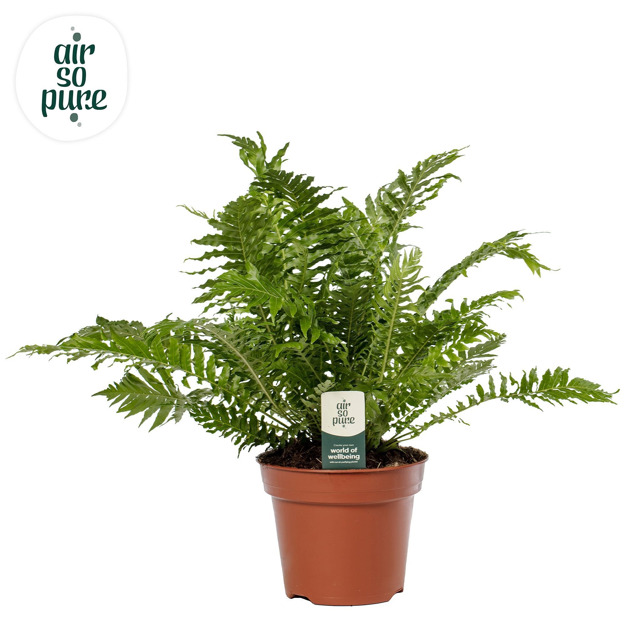 Blechnum 'Silver Lady' (dubbelloofvaren) - Kamerplant - 17 cm