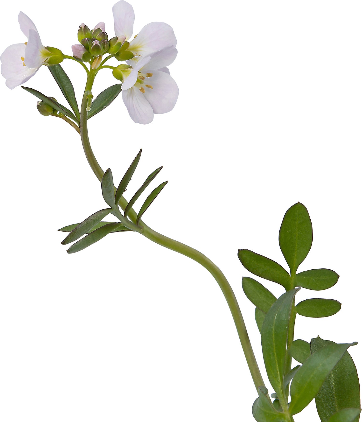 Pinksterbloem (Cardamine pratensis) D 9 H 10 cm