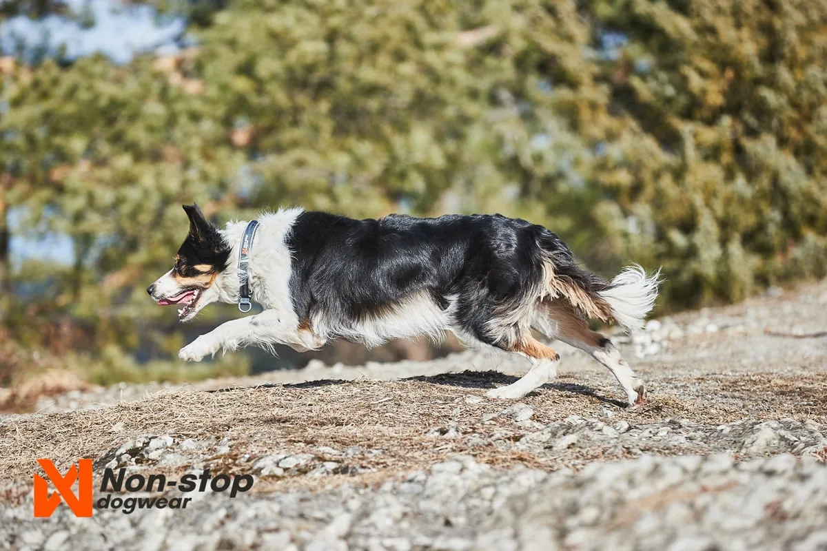 Non-stop Dogwear Cruise Collar Black