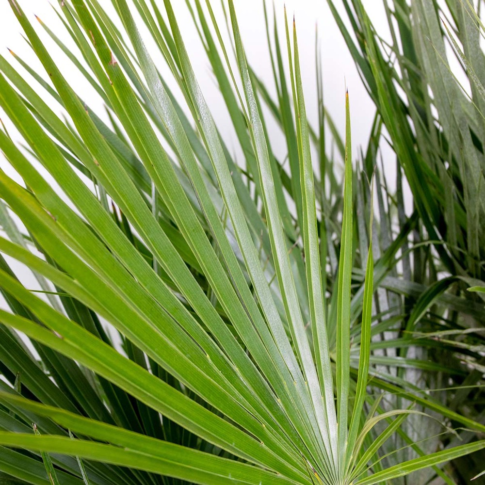 2x chamaerops 'humilis' – palmier nain européen – palmier – rustique – ⌀21 cm - ↕60-75 cm