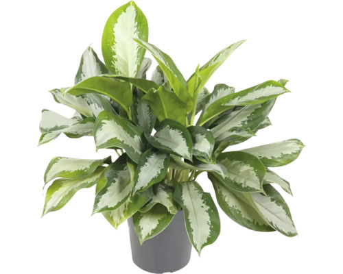 Aglaonema commutatum 'Silver Bay' (FloraSelf) Hoogte ca. 65 cm, diameter 24 cm, pot