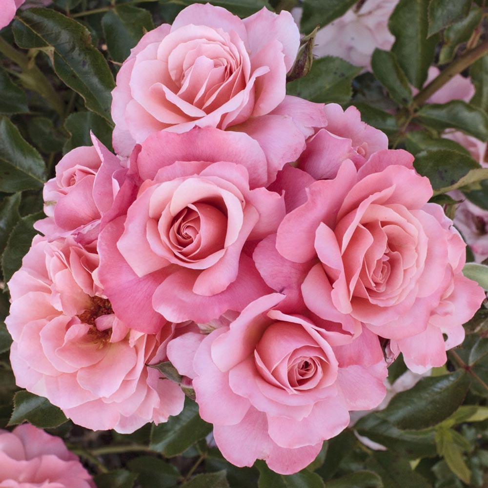 Rosier botticelli ® meisylpho le pot de 3l