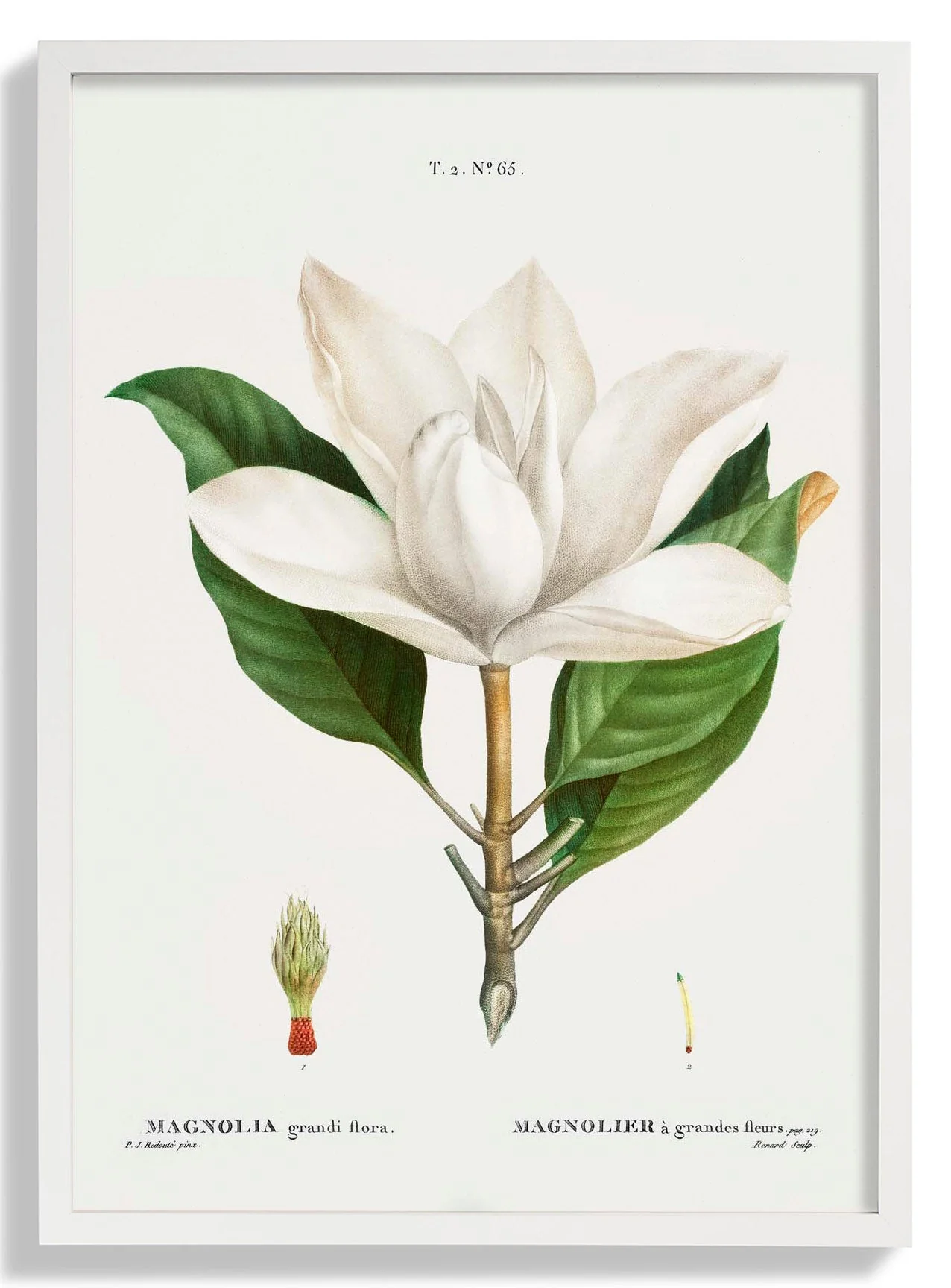 Magnolia Grandiflora Blume