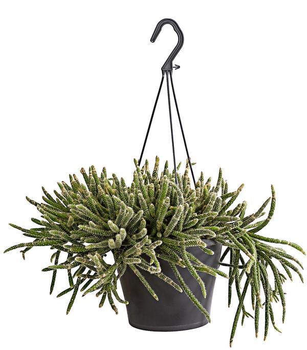 Korallenkaktus - Rhipsalis cassutha,