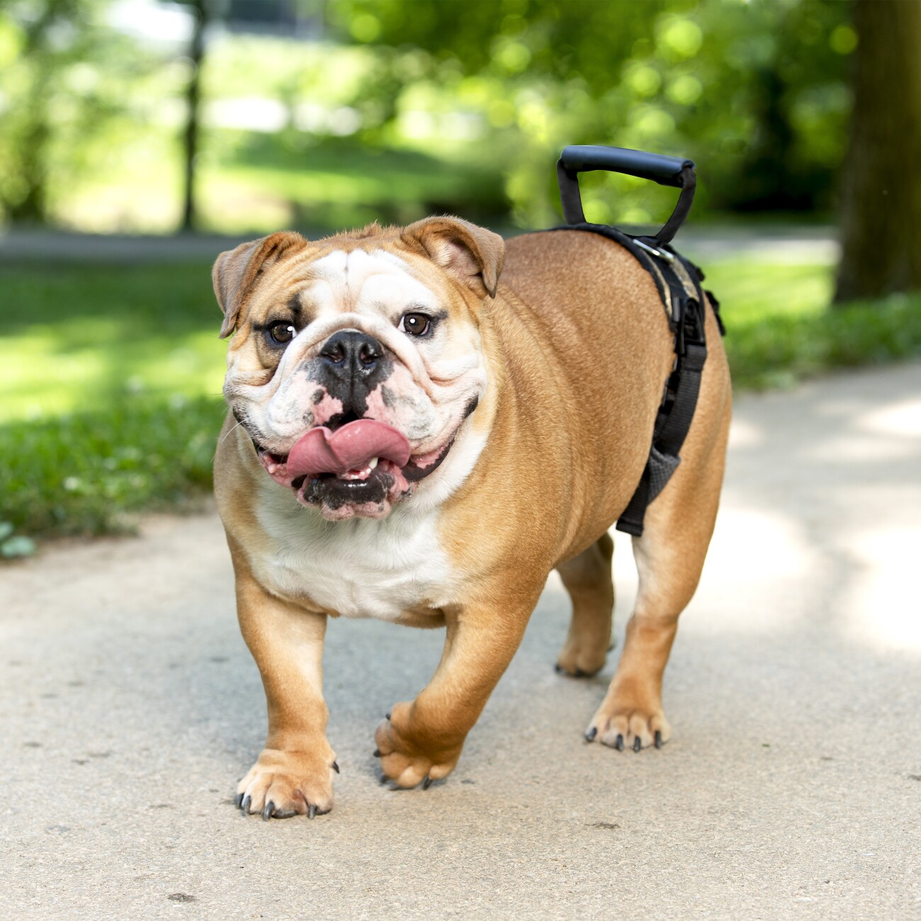 PetSafe CareLift Hüft-Hebegeschirr für Hunde