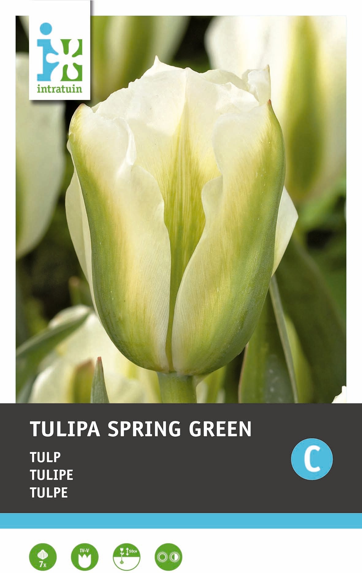 Intratuin bloembollen Tulp (Tulipa 'Spring Green')7 stuks