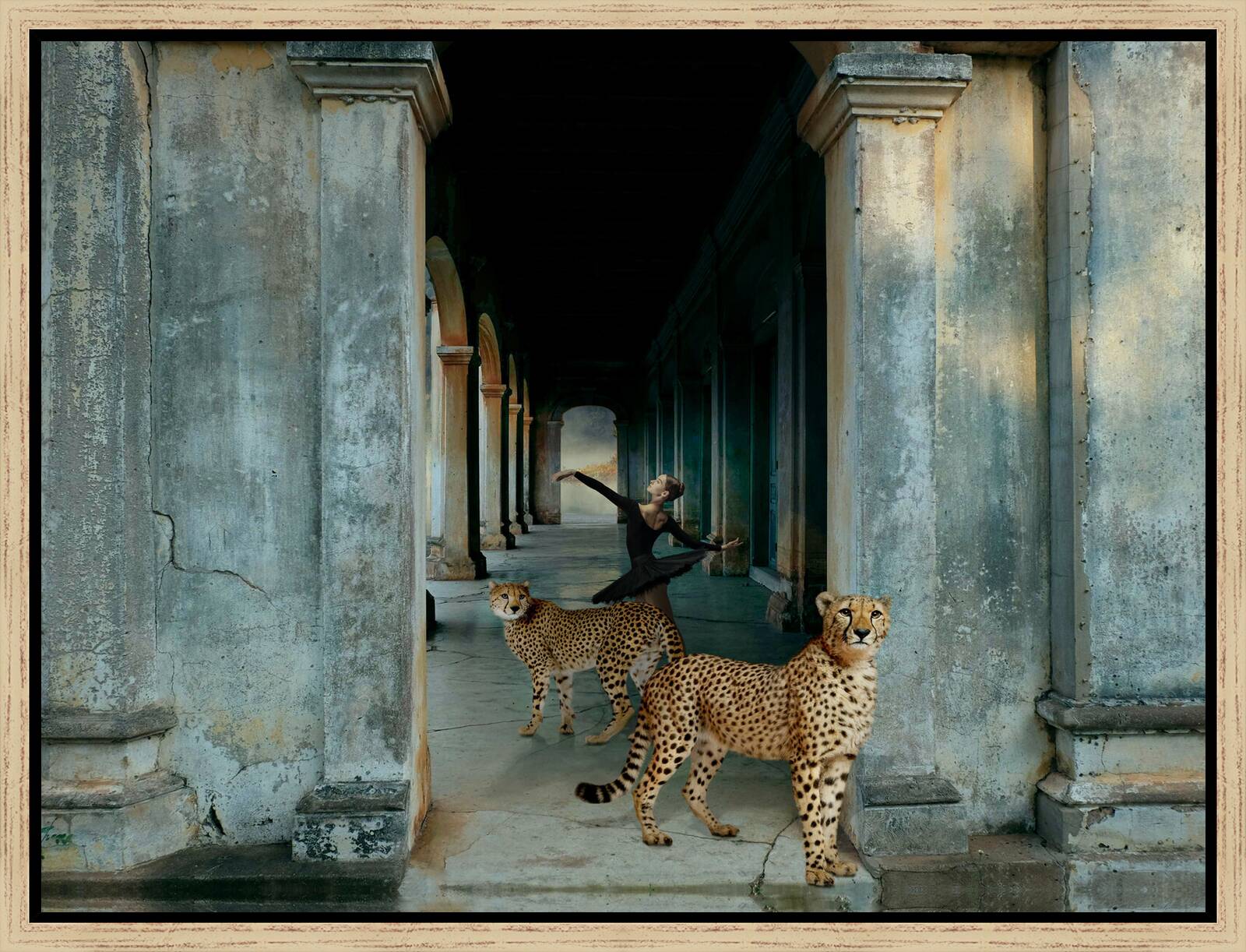 DANSE AVEC LES GUEPARDS by Steffie De Leeuw - Limited Edition. Edition of: 150. Signed.