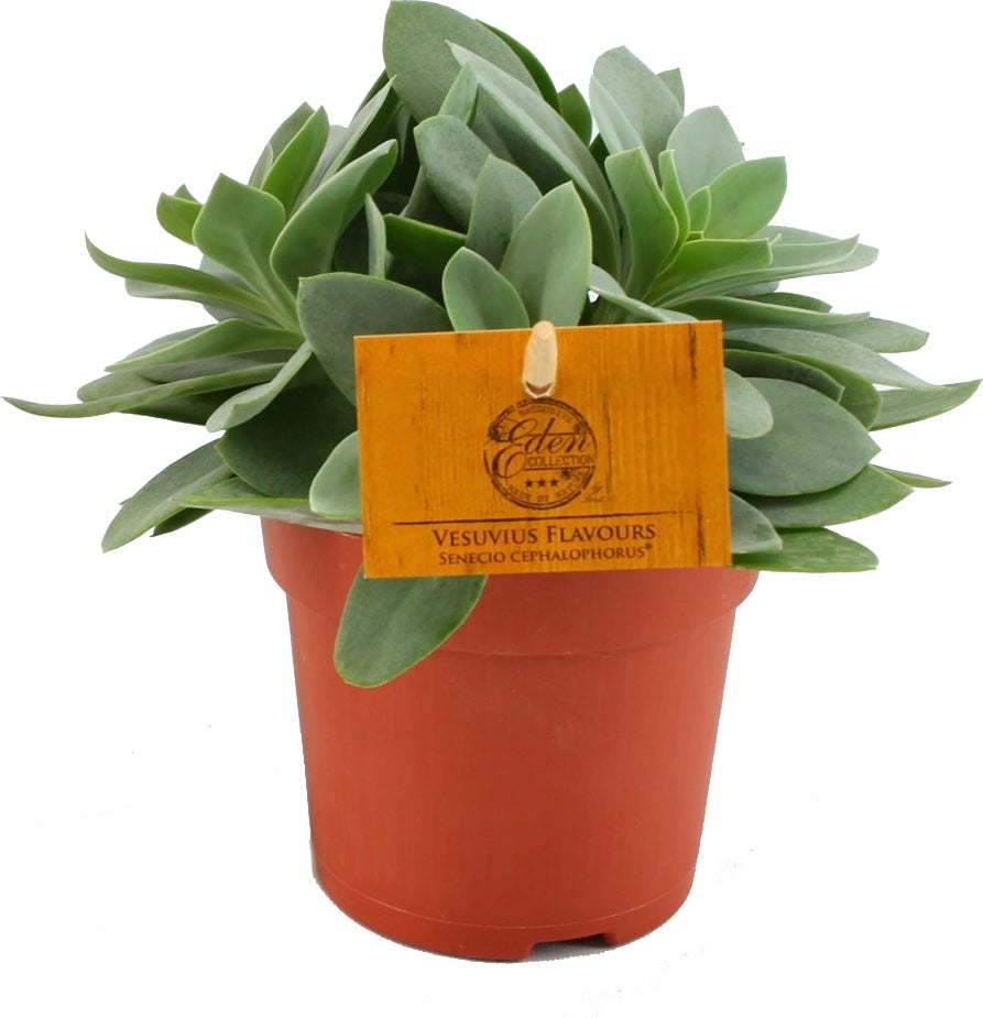 Kruiskruid (Senecio cephalophorus) D 10,5 H 15 cm