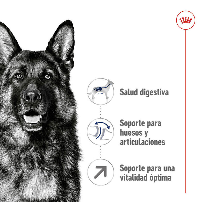 Ração Royal Canin Maxi Adult 5+ para cães idosos de raças grandes.
