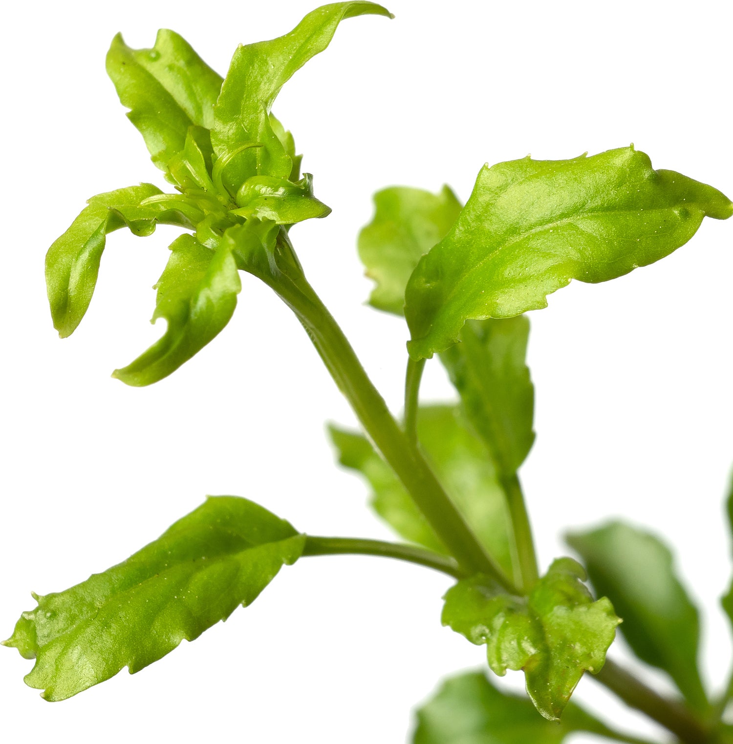 Klokjesbloem (Campanula cochleariifolia) D 9 H 15 cm