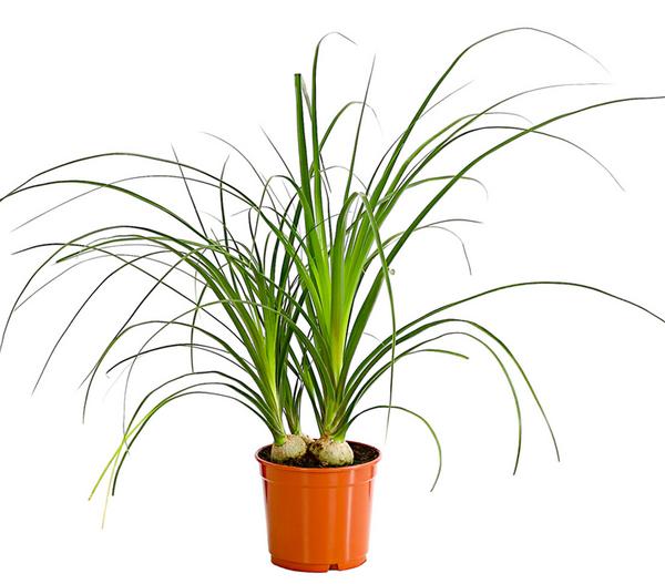 Elefantenfuß - Nolina recurvata