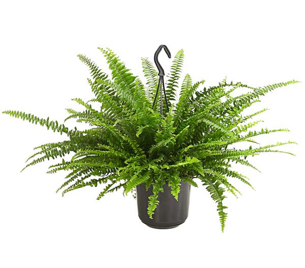 Schwertfarn - Nephrolepis exaltata, Ampel