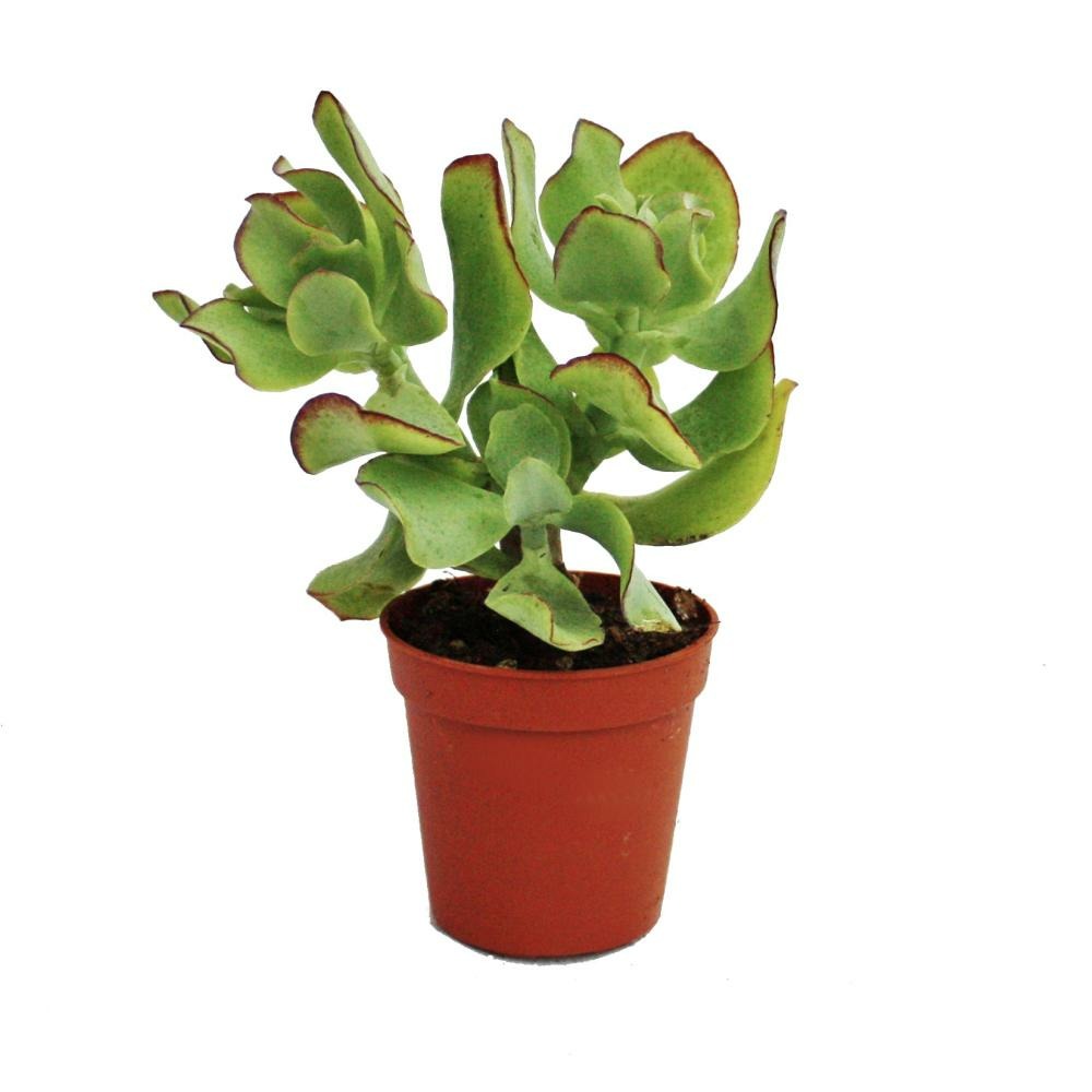 Crassula arborescens - petite plante en pot de 5,5 cm