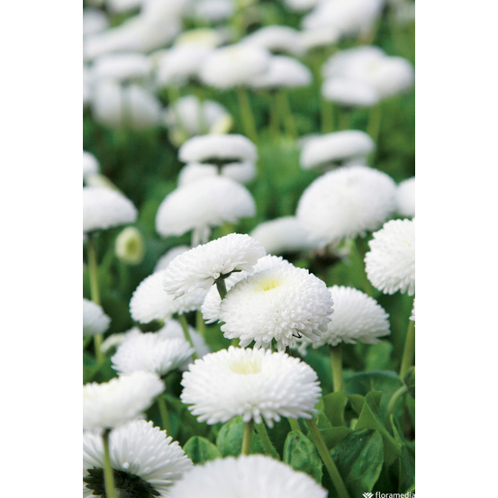 Pâquerette pomponnette blanche : barquette de 10 plants