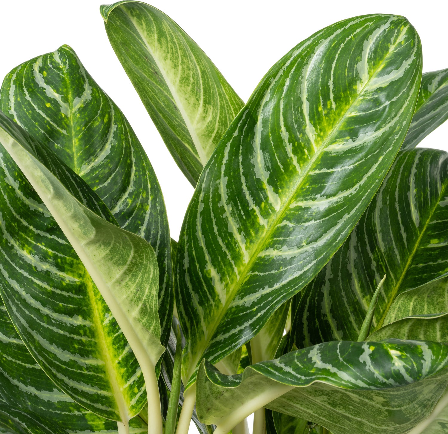 Aglaonema (Aglaonema 'Key Lime' ) D 27 H 80 cm