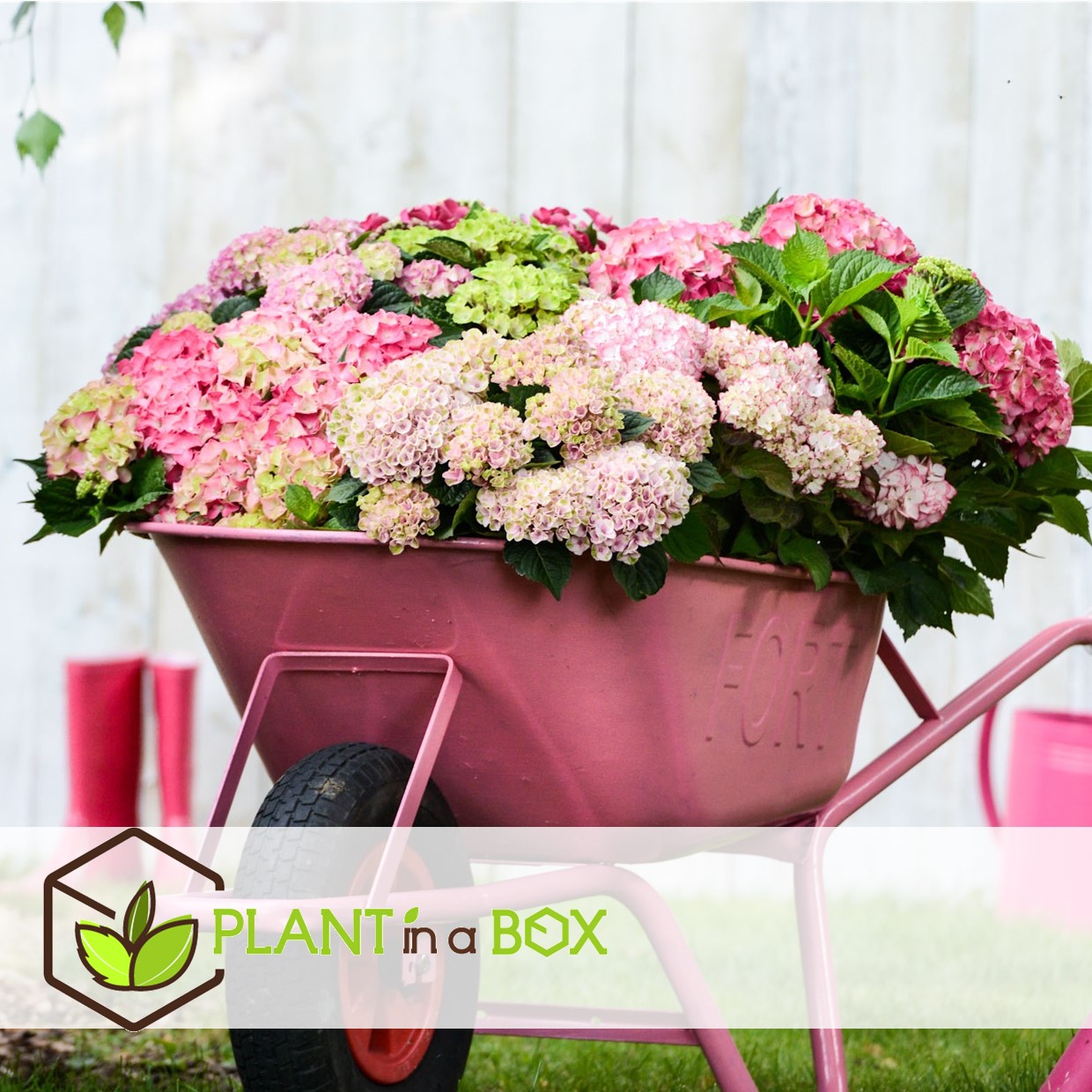 Hydrangea macrophylla - rose - set de 3 - hortensia - pot 9cm - hauteur 25-40cm