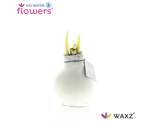 Amaryllis, Ridderster in witte was FloraSelf Hippeastum Ø 15 cm
