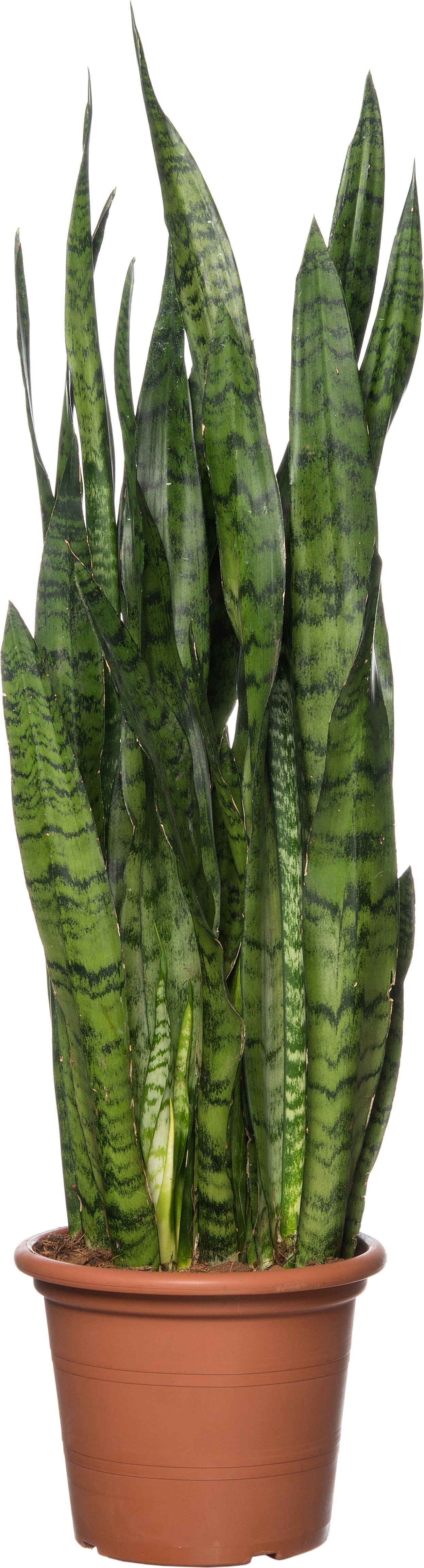 Vrouwentong (Sansevieria zeylanica) D 25 H 85 cm