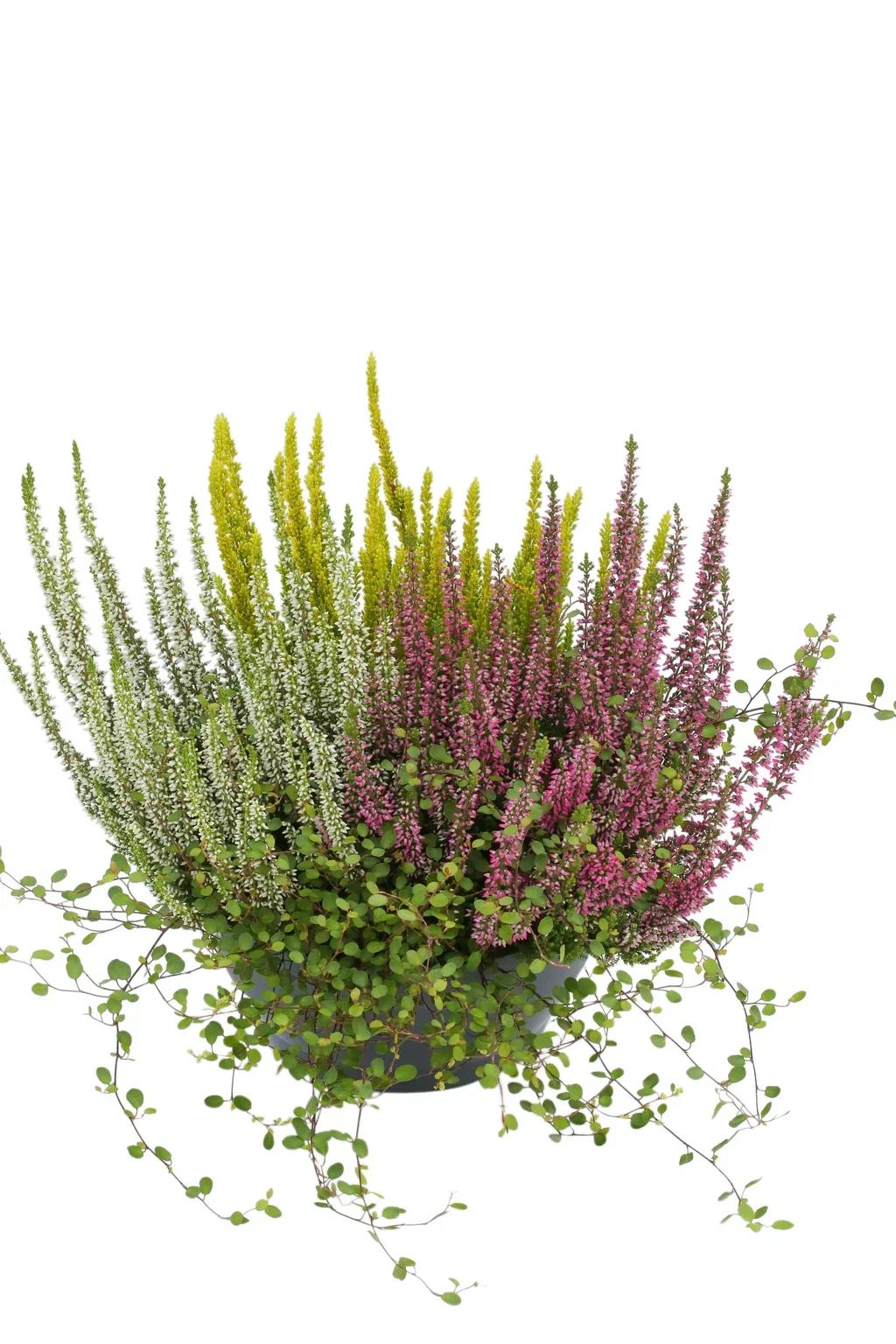 Romantic G. Heather bowl 23 cm Høstmiks skål Ø23 cm