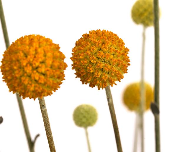 Trommelschlägel 'Golf Beauty'