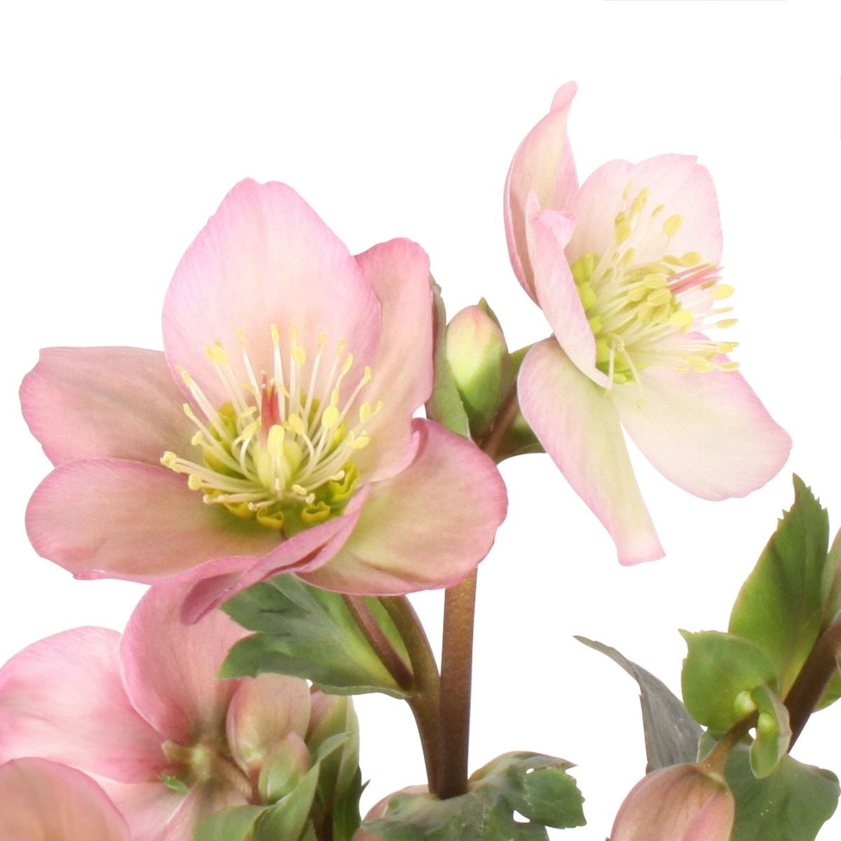 Kerstroos (Helleborus (HGC) 'Ice N' Roses® Early Rose') D 15 H 50 cm