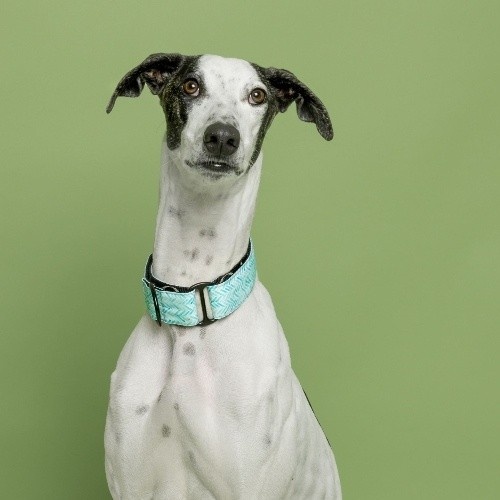 Coleira martingale Baona azul em náilon reciclado para cães