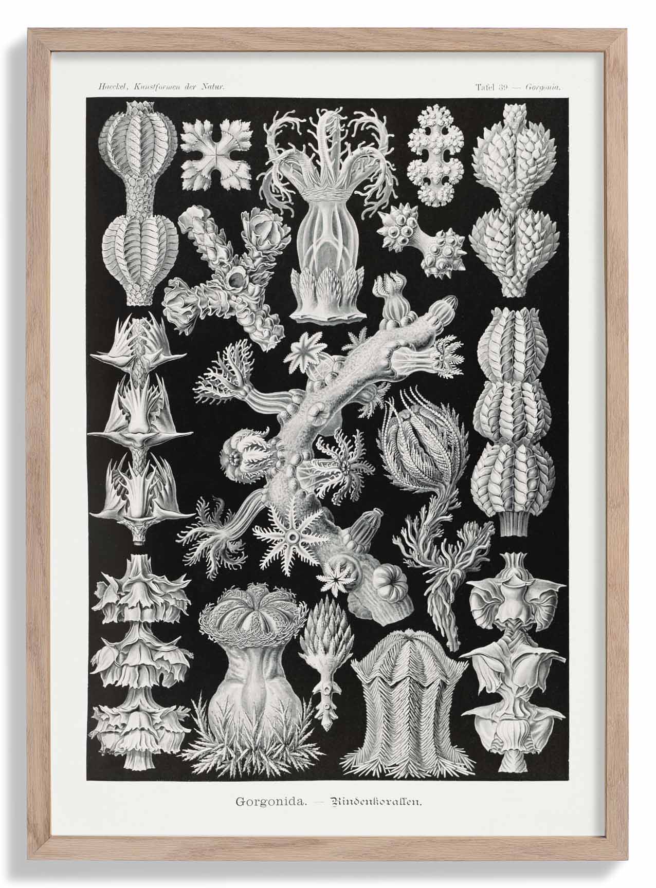 Gorgonida von Ernst Haeckel