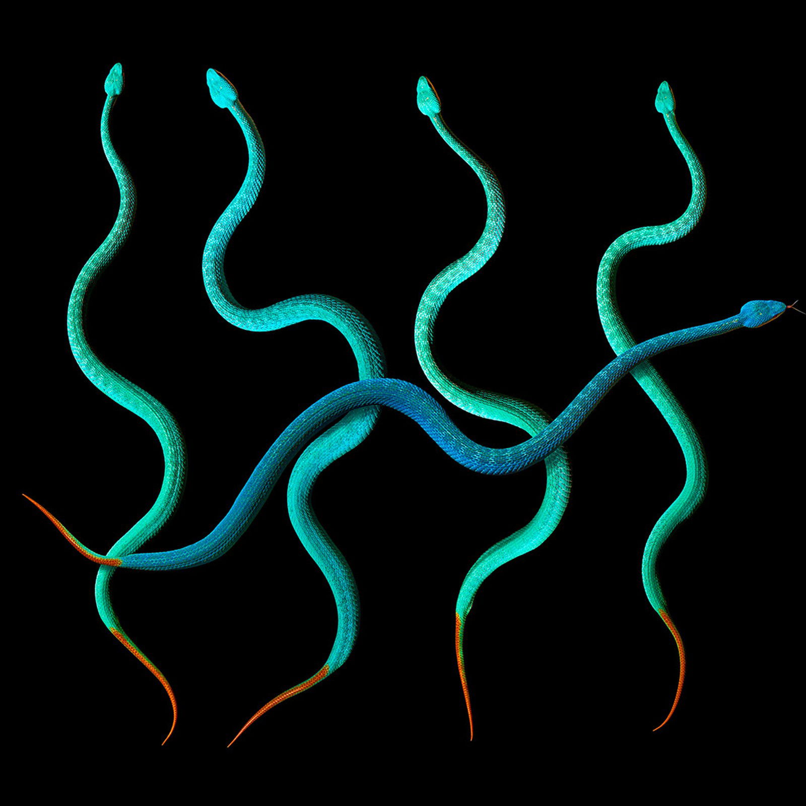 The Serpent II by Heiko Hellwig - Limited Edition. Edition of: 150. Signed.