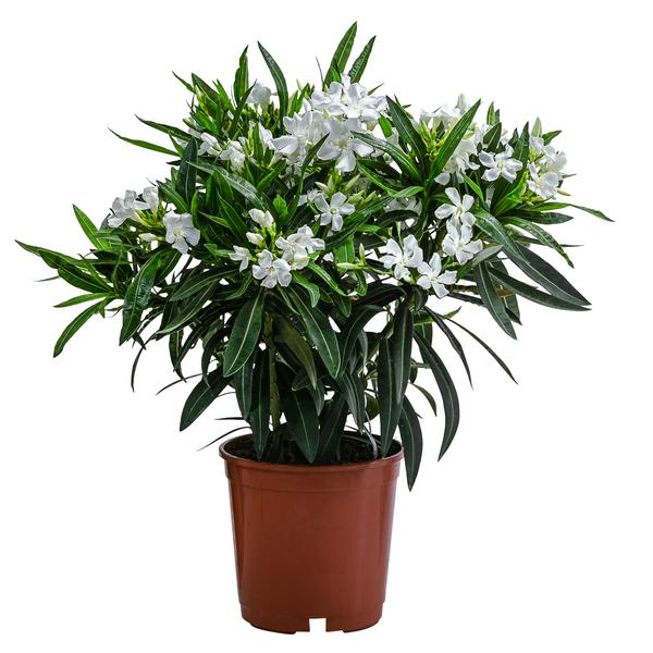 Oleander, Busch