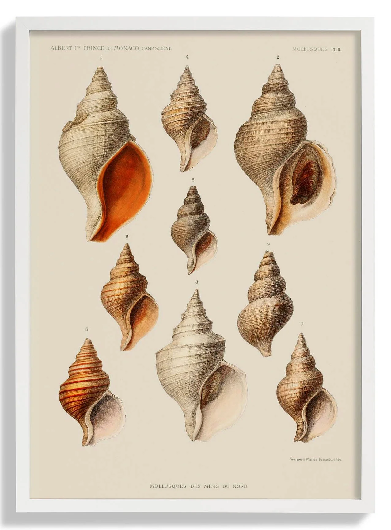 Muscheln Muscheln Mollusken